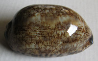 Cypraea eglantina, (Duclos, 1833)