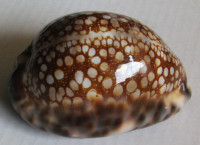 Cypraea maculifera, Schilder, 1932