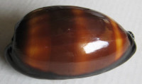 Cypraea talpa, Linnaeus, 1758  