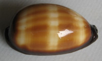Cypraea talpa, Linnaeus, 1758
