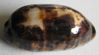 Cypraea testudinaria  (Linné, 1758)