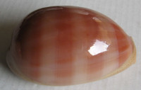Cypraea leviathan titan, Schilder, F.A. & M. Schilder, 1962 	