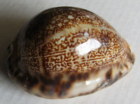 Cypraea arabica gibba, (Cohen, 1949)