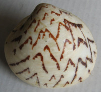 Lioconcha castrensis , (Linné, 1758)
