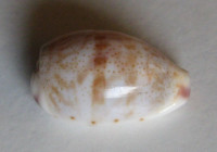 Cypraea fimbriata durbaensis, (Schilder, 1938)