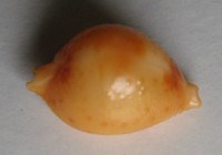 Cypraea bistrinotata, Schilder & Schilder, 1937