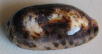 Cypraea testudinaria, Linné, 1758