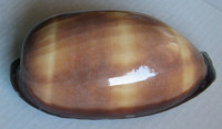 Cypraea talpa   Linnaeus, 1758  MONSTER