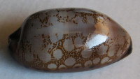 Cypraea scurra hivaensis, Lorenz, 2017