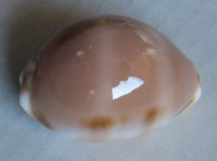 Cypraea tessellata, Swainson, 1822