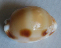 Cypraea tessellata, Swainson, 1822