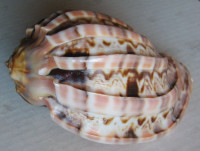 Harpa major f. kawamurai (Habe, 1970) 