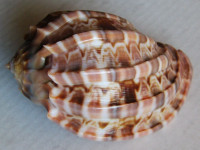 Harpa major f. kawamurai (Habe, 1970) 