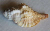 Monoplex trigonus  (J.F.Gmelin 1791)