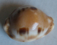 Cypraea tessellata, Swainson, 1822 