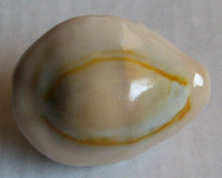 Cypraea annulus dilatissima 2) Lorenz, 2017