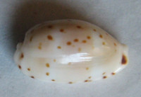 Cypraea punctata trizonata, Sowerby, 1870