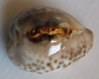 Cypraea teuleri  Cazenavette, 1846