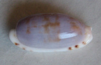 Cypraea subteres, Weinkauff, 1881