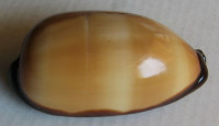 Cypraea talpa lutani, Bridges, 2015