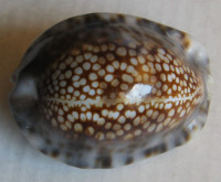 Cypraea depressa gillei,  Jousseaume, 1893