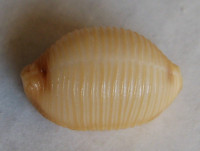 Cypraea childreni 2)  Gray, 1825