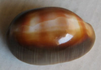 Cypraea ventriculus topee, Steadman & Cotton, 1943