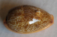 Cypraea bregeriana  Closse, 1868