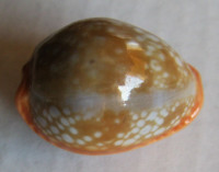 Cypraea citrina dauphinensis  (Lorenz, 2002)