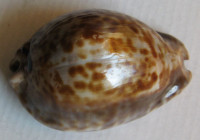 Cypraea stercoraria, Linnaeus, 1758