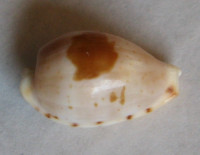 Cypraea contaminata distans  Schilder 1938