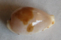 Cypraea contaminata distans  Schilder 1938