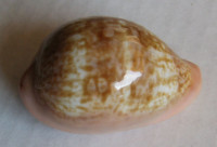 Cypraea pyrum petitiana, Crosse, 1872