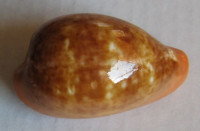 Cypraea pyrum,  Gmelin, 1791