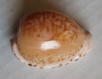 Cypraea algoensis 1) Gray, 1825