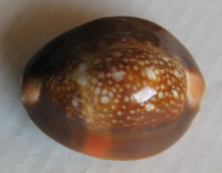 Cypraea caputserpentis f. aruni , Lorenz, 2017