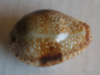 Cypraea nebrites  Melvill, 1888