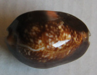 Cypraea caputserpentis f. aruni , Lorenz, 2017