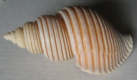 Ancistrolepis vietnamensis  Sirenco & Goryachev,1990