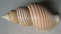 Ancistrolepis vietnamensis 1)  Sirenco & Goryachev,1990