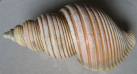 Ancistrolepis vietnamensis  Sirenco & Goryachev,1990