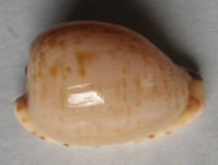 Cypraea edentula 2) Gray 1825