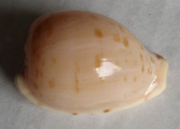 Cypraea edentula 1)   Gray 1825