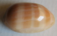 Cypraea leviathan bouteti, (Burgess & Arnette, 1981)