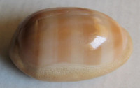 Cypraea leviathan bouteti 1)   (Burgess & Arnette, 1981)