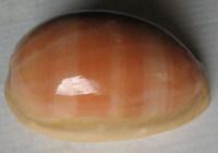 Cypraea leviathan titan , Schilder & Schilder, 1938