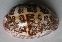 Cypraea rosea subsignata - ST. BRANDON FORM , (Melvill, 1888)