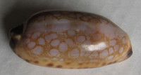Cypraea scurra mundula, Lorenz, 2009