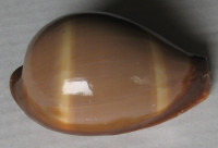 Cypraea adusta persica Schilder & M. Schilder, 1938