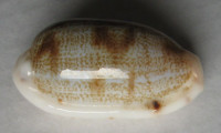 Cypraea teres, Gmelin, 1791
